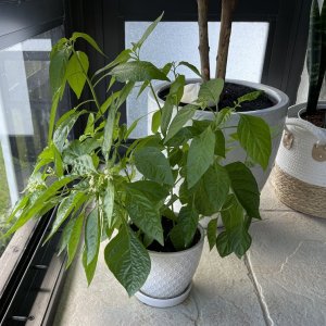 White-Habanero-001.JPG