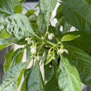 White-Habanero-002.JPG