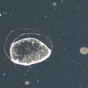 Type-1-Mineral-Deposits001.jpg
