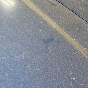 Frog-ON-Paint002.jpg
