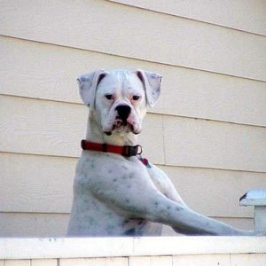 White-Boxer002.JPG