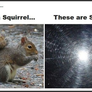 SquirrelsandSwirls.jpg