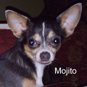 Mojito.jpg