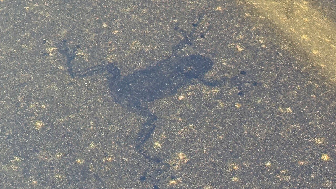 Frog-ON-Paint003.jpg