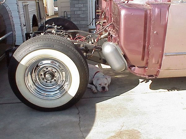 White-Boxer001.JPG