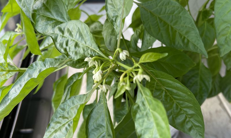 White-Habanero-002.JPG